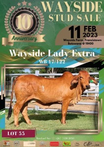 1 x RED BRAHMAN COW WB 17122 Ms Extra Wayside Brahman Stud