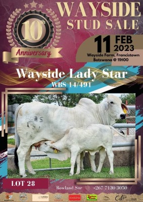 1+1 x GREY BRAHMAN COW WITH CALVE WBS 14491 Ms Star (AI) Wayside Brahman Stud