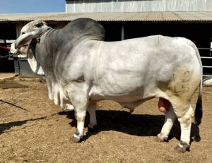 10 x GREY BRAHMAN R101512 R10 PRINCE MANSO SEMEN STRAWS Wayside Brahman Stud (Pay per piece to take the lot)