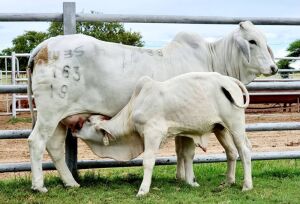 1+1 x GREY BRAHMAN COW WITH CALVE WBS19763 Ms Baron Wayside Brahman Stud