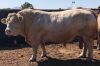 10 x CHAROLAIS SEMEN STRAWS Clive Marshall (Pay per piece to take the lot)