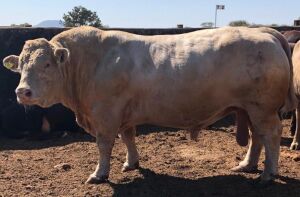 10 x CHAROLAIS SEMEN STRAWS Clive Marshall (Pay per piece to take the lot)