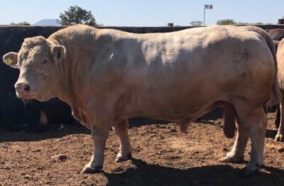 10 x CHAROLAIS SEMEN STRAWS Clive Marshall (Pay per piece to take the lot)