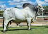 1 x GREY BRAHMAN BULL WBS 19720 Mr Bounty Wayside Brahman Stud