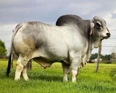 1 x GREY BRAHMAN BULL Embryo Calf WBS 22939 Mr Dutton (ET) Wayside Brahman Stud