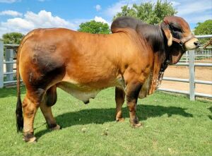 20 x RED BRAHMAN WB1667 MR Tabasco Semen Straws Wayside Brahman Stud (Pay per piece to take the lot)