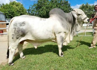 1 x GREY BRAHMAN BULL WBS20780 Mr Absolute (ET) Wayside Brahman Stud