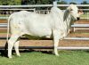 1 x GREY BRAHMAN COW WBS 19745 Ms Special (AI) Wayside Brahman Stud - 2