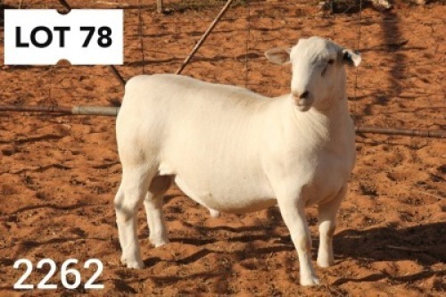 1X WHITE DORPER RAM FLOCK R COETZEE