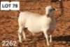 1X WHITE DORPER RAM FLOCK R COETZEE