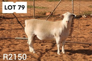 1X WHITE DORPER RAM FLOCK R COETZEE