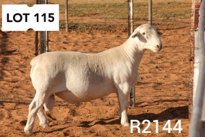 1X WHITE DORPER RAM FLOCK R COETZEE