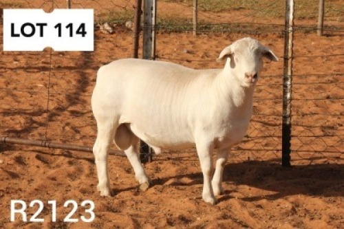 1X WHITE DORPER RAM FLOCK R COETZEE