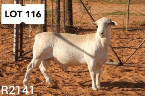1X WHITE DORPER RAM FLOCK R COETZEE