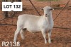 1X WHITE DORPER RAM FLOCK R COETZEE