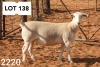 1X WHITE DORPER EWE STUD R COETZEE