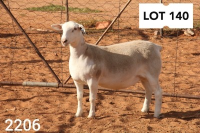 1X WHITE DORPER EWE PREGNANT STUD R COETZEE