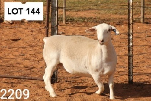 1X WHITE DORPER EWE PREGNANT STUD R COETZEE