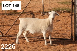 1X WHITE DORPER EWE STUD R COETZEE