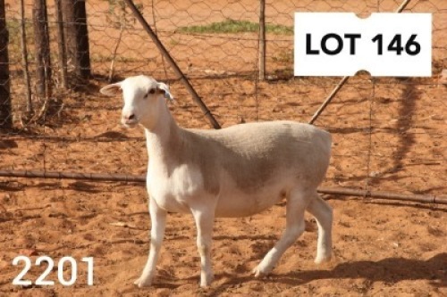 1X WHITE DORPER EWE T5 R COETZEE