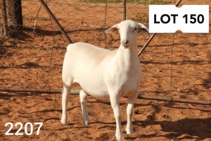 1X WHITE DORPER EWE FLOCK R COETZEE