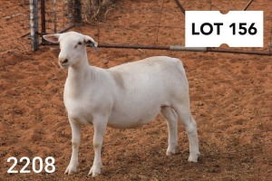 1X WHITE DORPER EWE FLOCK R COETZEE