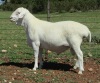 1X VAN ROOY RAM FLOCK T COETZEE