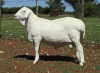 1X VAN ROOY RAM FLOCK T COETZEE