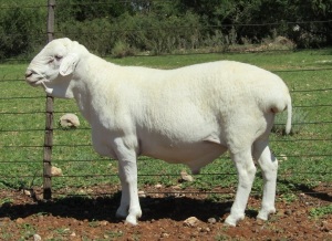 1X VAN ROOY RAM FLOCK T COETZEE