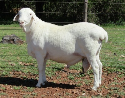 1X VAN ROOY RAM FLOCK T COETZEE