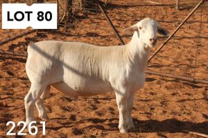 1X WHITE DORPER RAM FLOCK R COETZEE