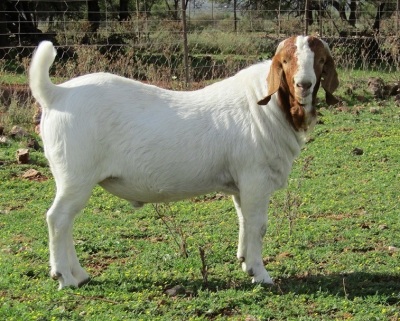 1X BOER GOAT BUCK STUD T COETZEE