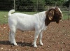 1X BOER GOAT BUCK FLOCK T COETZEE