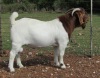 1X BOER GOAT BUCK FLOCK T COETZEE