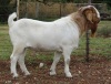 1X BOER GOAT BUCK FLOCK T COETZEE