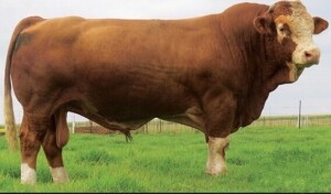 10 x SIMMENTALER SC1018 JORS ROSS Semen Straws Philip Lombard (Pay per piece to take the lot)