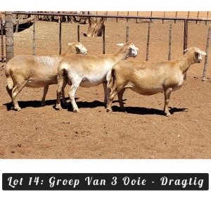 3X MEATMASTER OOI/EWE Driekop Meatmasters (Per piece to take the lot)