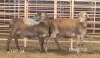 2X MEATMASTER OOI/EWE Osvley Meatmasters (Per piece to take the lot)