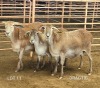 3X MEATMASTER OOI/EWE Consentvley Meatmasters (Per piece to take the lot)