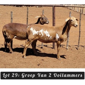 2X MEATMASTER OOI/EWE Driekop Meatmasters (Per piece to take the lot)