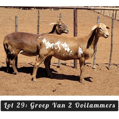 2X MEATMASTER OOI/EWE Driekop Meatmasters (Per piece to take the lot)