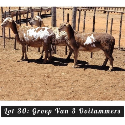 3X MEATMASTER OOI/EWE Driekop Meatmasters (Per piece to take the lot)