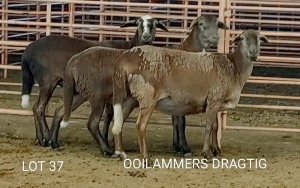 3X MEATMASTER OOI/EWE Osvley Meatmasters (Per piece to take the lot)