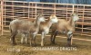 3X MEATMASTER OOI/EWE Osvley Meatmasters (Per piece to take the lot)