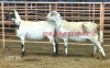 2X MEATMASTER OOI/EWE Osvley Meatmasters (Per piece to take the lot)