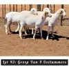 4X MEATMASTER OOI/EWE Driekop Meatmasters (Per piece to take the lot)