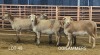 4X MEATMASTER OOI/EWE Osvley Meatmasters (Per piece to take the lot)