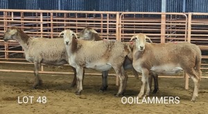 4X MEATMASTER OOI/EWE Osvley Meatmasters (Per piece to take the lot)