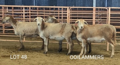 4X MEATMASTER OOI/EWE Osvley Meatmasters (Per piece to take the lot)