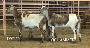 3X MEATMASTER OOI/EWE Osvley Meatmasters (Per piece to take the lot)